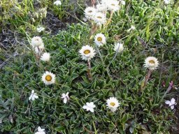 Helichrysum marginatum leaf carpet